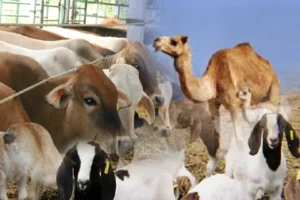 Yuk, Kenali Dulu Syarat Hewan Kurban Sebelum Iduladha Tiba!